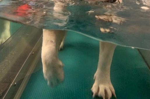 Mon chien a de l'arthrose: comment le soulager?