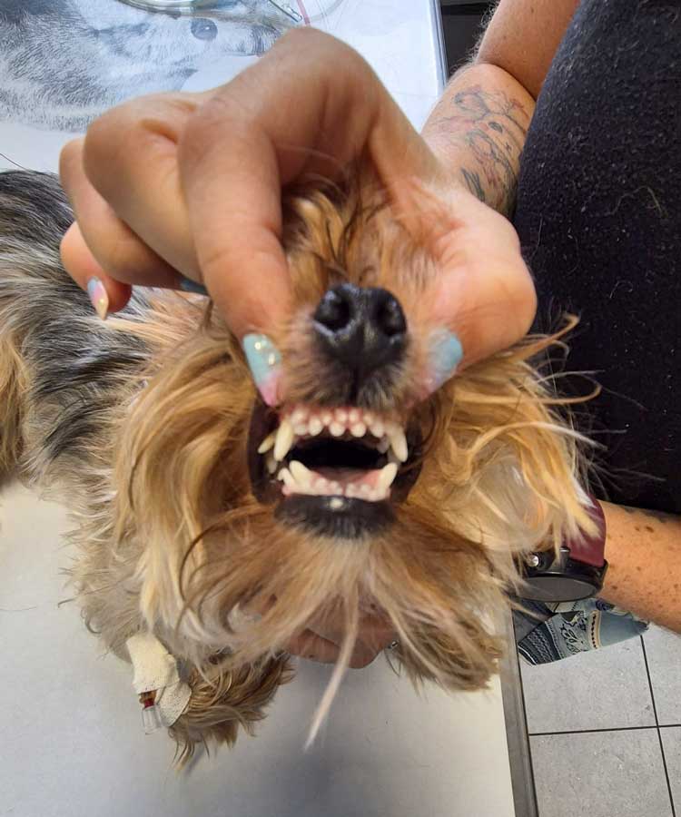 Pourquoi faire examiner les dents de votre animal dès son premier anniversaire ?