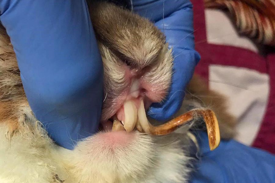 Malocclusions dentaires chez les lapins