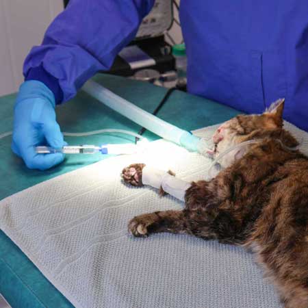 L'Oncologie